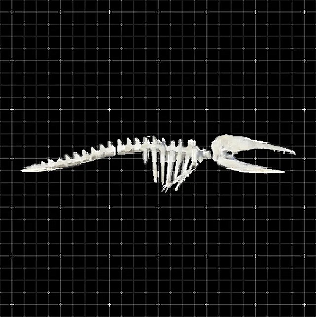 Baby Leviathan Skeleton