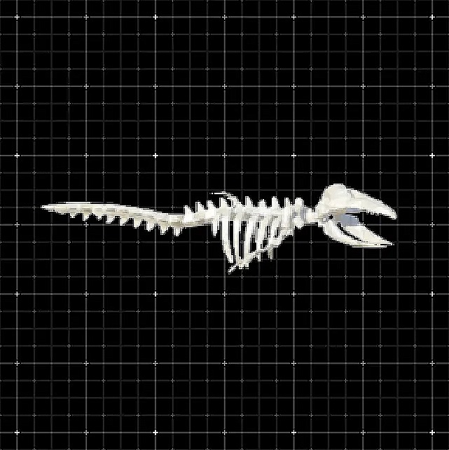 Baby Dinosaur Skeleton